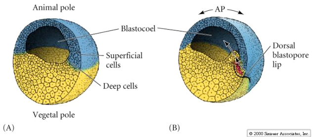blastopore becomes