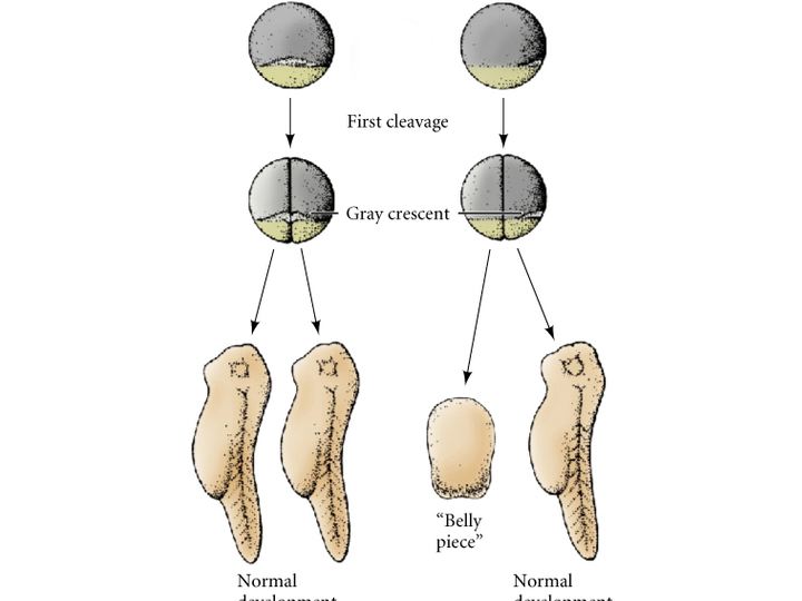 grey crescent in humans blastopore