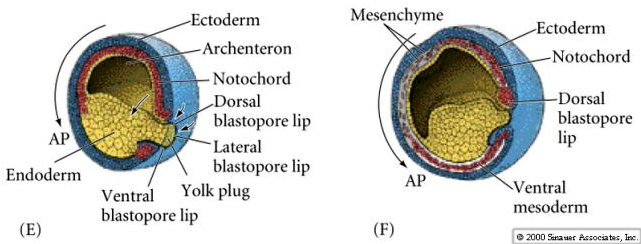 dorsal lip of the blastopore