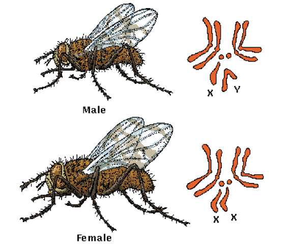 Самцы и самки дрозофилы. Кариотип мухи дрозофилы. Муха дрозофила хромосомы. Хромосомы мушки дрозофилы. Кариотип мушки дрозофилы.