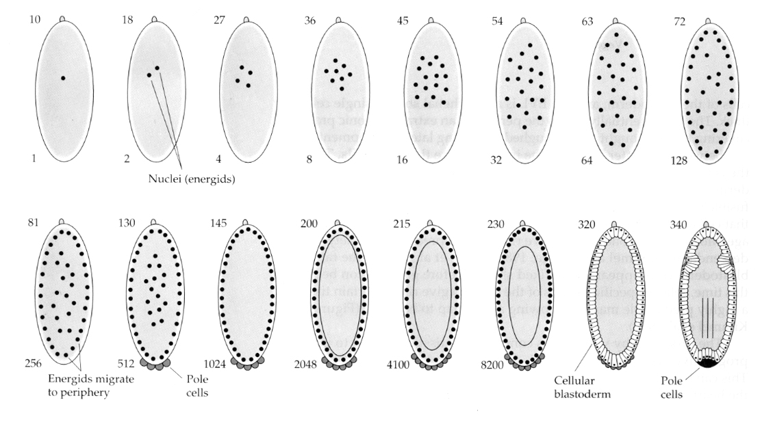 Superficial Cleavage Model in Drosophila